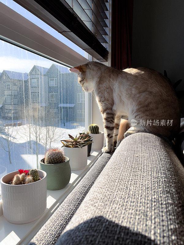 孟加拉猫望向窗外