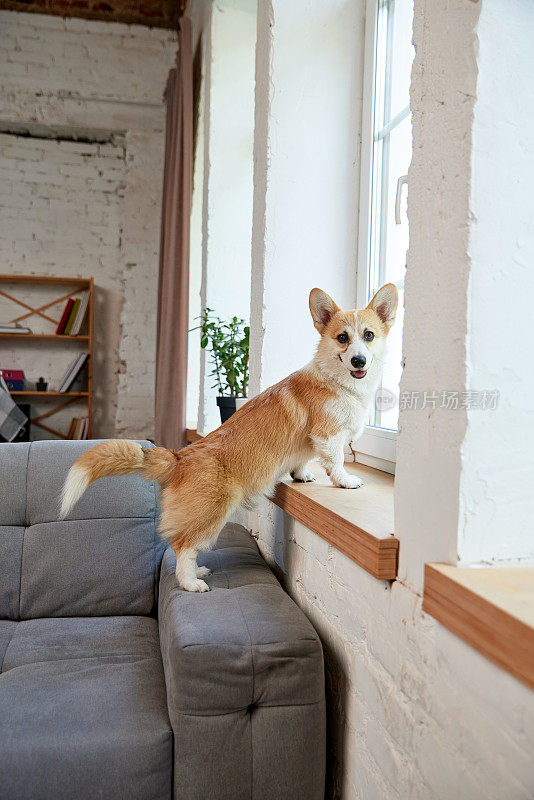微笑，欢快，快乐的纯种柯基狗站在沙发上，倚在窗台上，看着窗外