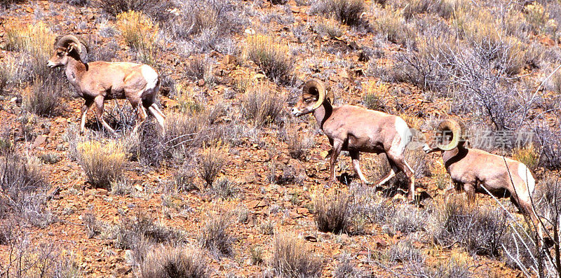 沙漠大角羊-红岩野生动物区-新墨西哥州