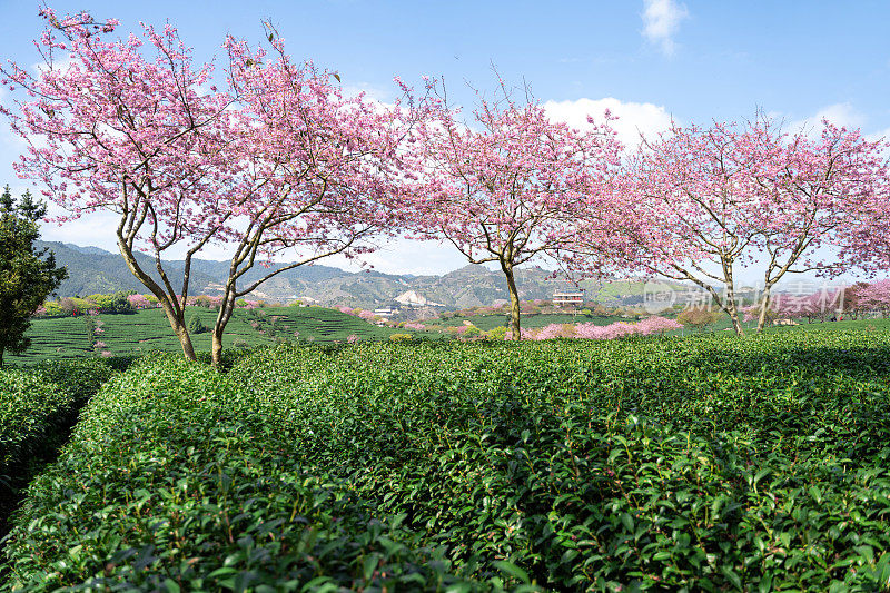 阳光明媚的樱花有机茶园