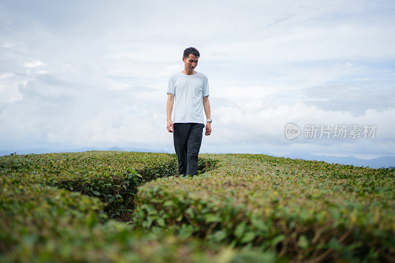 男子观赏茶园