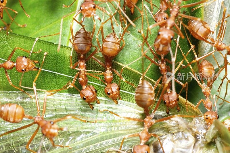 昆虫透明翅膀上的蚂蚁下颚-动物行为。