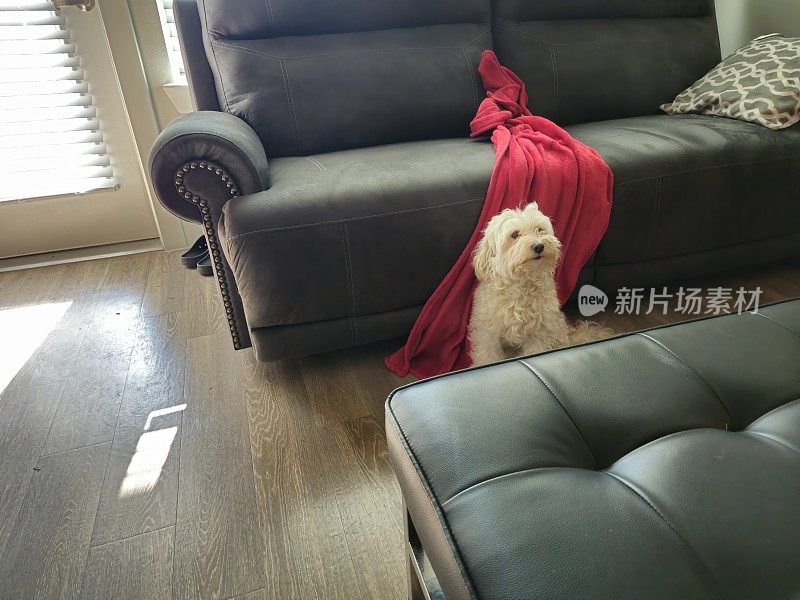 小狗坐在客厅里，铺着红毯子
