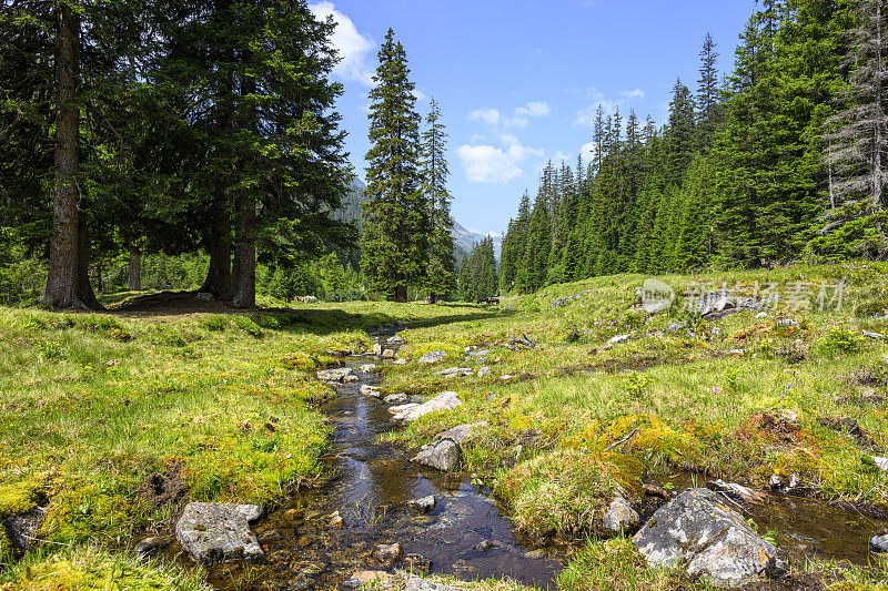 山水在山间，有森林和溪流