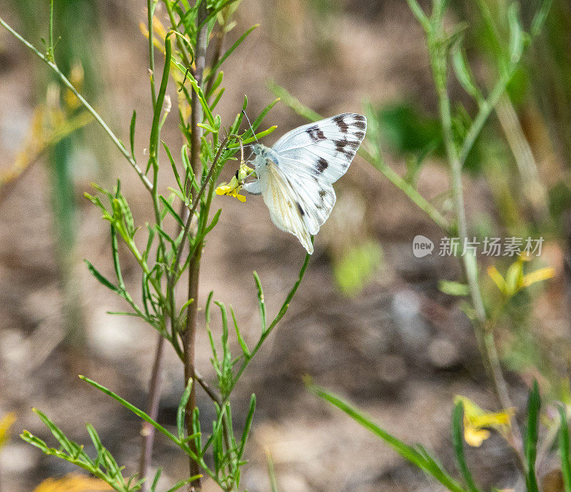 犹他州沙漠中一朵小花上的白色方格蝴蝶。