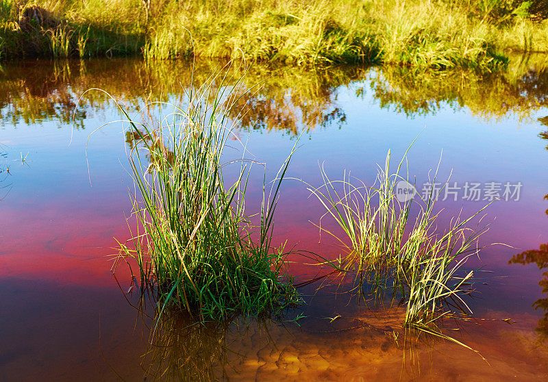 在一个美丽的湿地里，从沼泽里的死水里长出来的一簇簇草