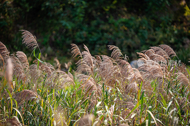 芦苇场