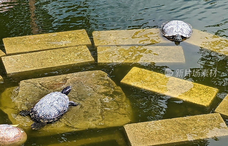 池塘里的两只乌龟