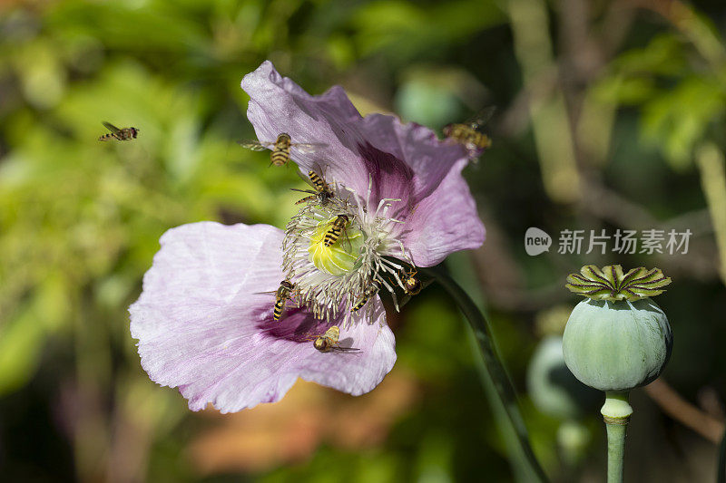 开花的罂粟和昆虫