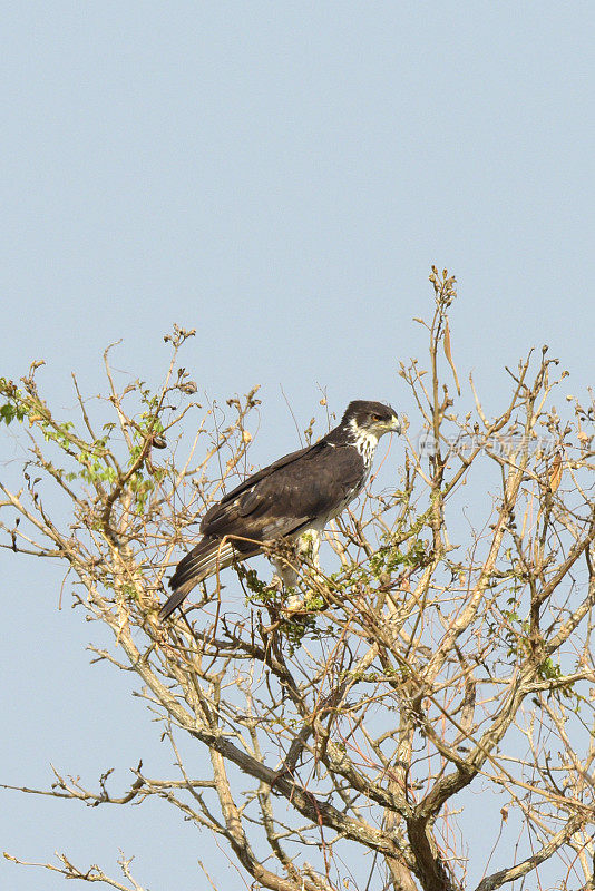 非洲Hawk-Eagle