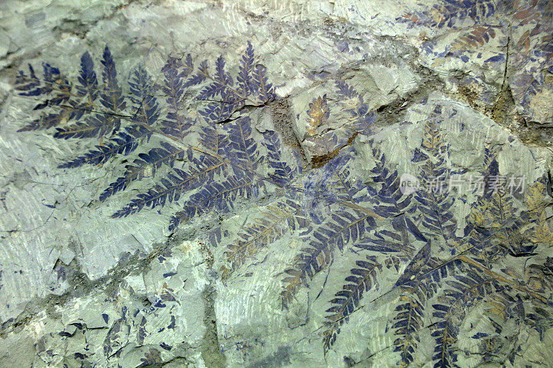 古老的植物化石在岩石上