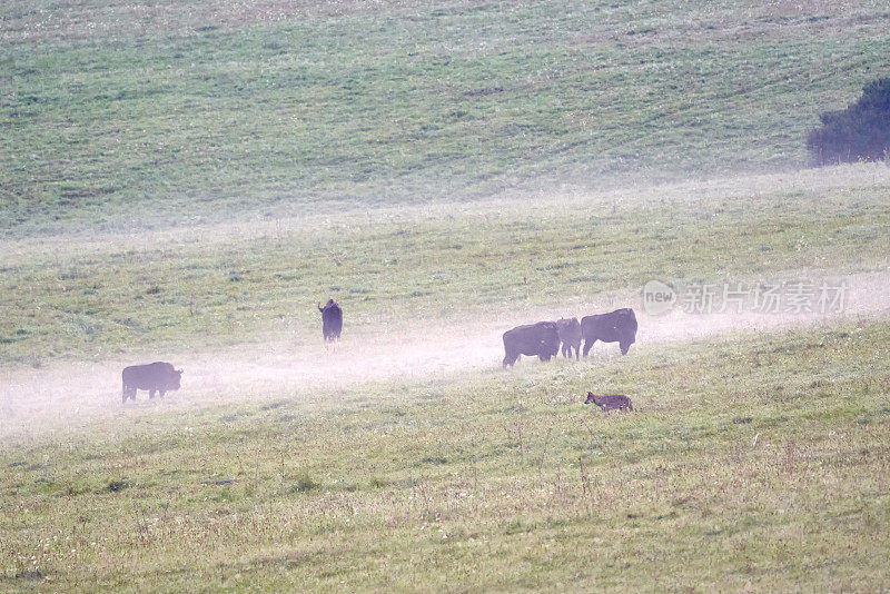 在欧洲波兰的喀尔巴阡山脉，清晨的草地上，雾气浓重，一群野牛在吃草，一只狼在它们之间穿行
