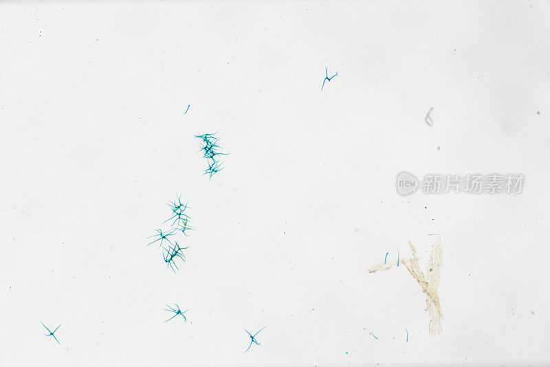 叶表皮分枝星状毛
在白色背景的光学显微镜下