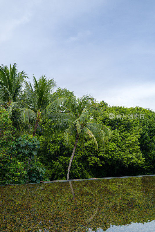 热带植被和无边泳池