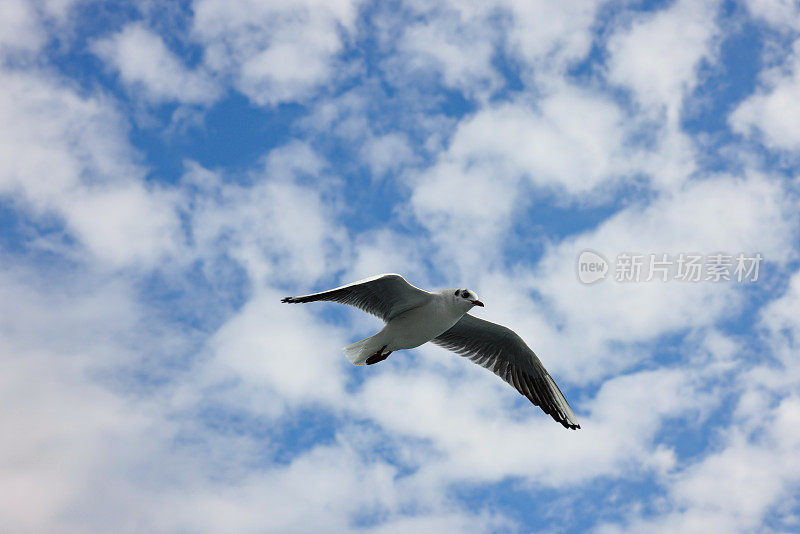 海鸥飞过伊斯坦布尔海峡