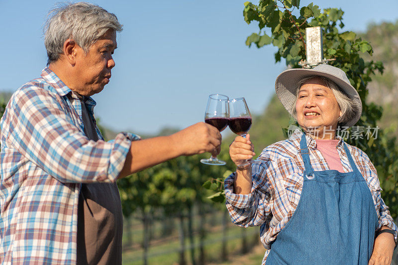幸福的老夫妇用一杯红酒庆祝葡萄的好收成。老夫妇喝着亚洲风味的酒，在葡萄园的背景下，在外面的葡萄园里品尝红酒。