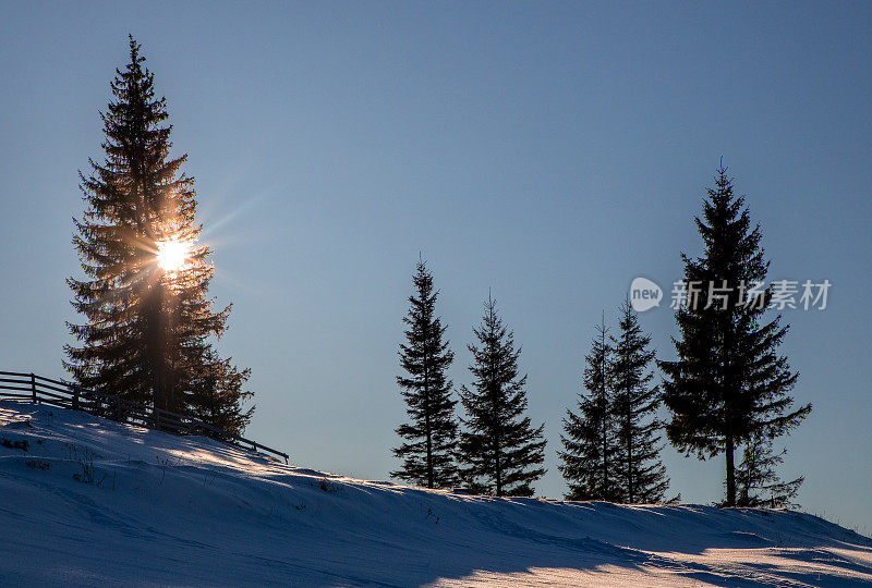 山坡上的一棵冷杉树，冬天的时候，阳光从树枝间穿过