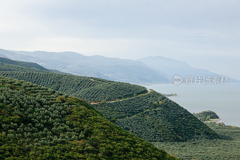 在Gemlik的橄榄园，土耳其。