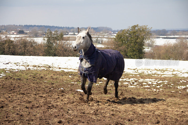 冬日里，一匹灰色的大马穿着冬天的毯子，在泥泞的雪地上向相机走去。