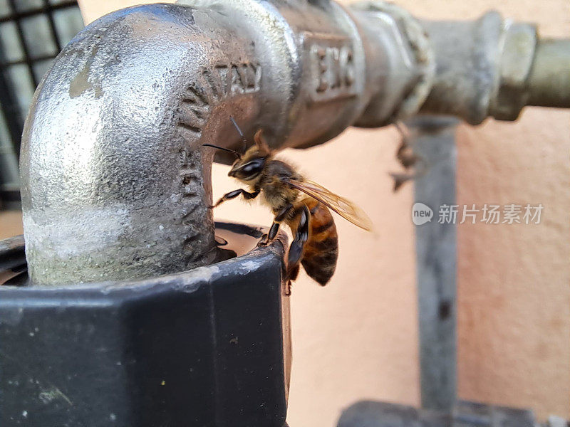 蜜蜂从水龙头里喝水