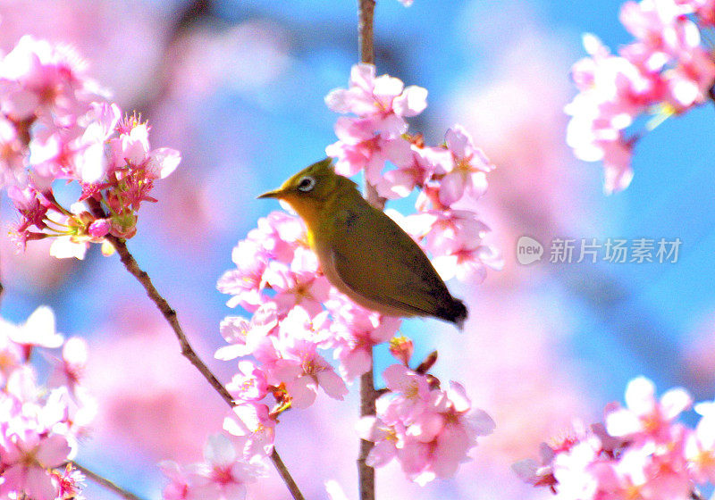 日本白眼鸟在蓝天下吮吸樱花花蜜