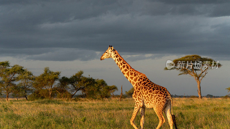 日落时分，长颈鹿从右到左穿过非洲坦桑尼亚的塞伦盖蒂国家公园