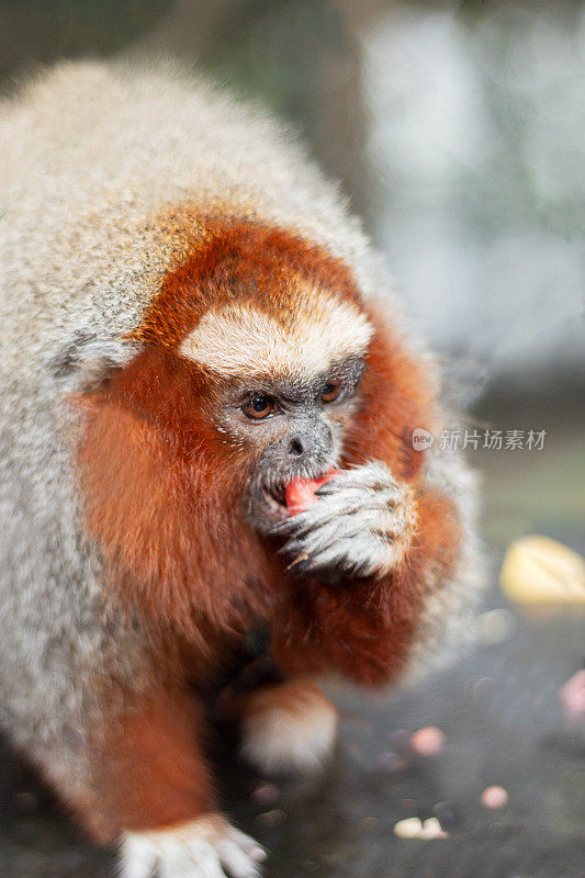 一只长着红色和白色毛发的小猴子正在吃水果。单核细胞感染Tocón(单核细胞感染)。一脸愤怒的小型灵长类动物。