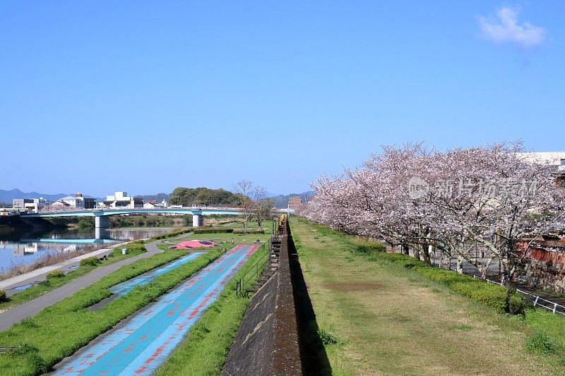 樱花和鹿神河堤边的月之桥，春暖花开(高知县高知市)