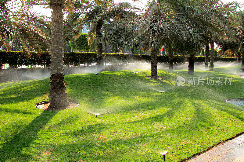 在迪拜给草坪浇水。洒水喷头取掉卵巢水。