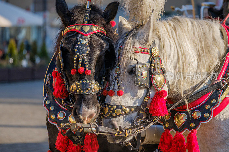 两匹装饰好的马组成的队伍，供游客骑乘