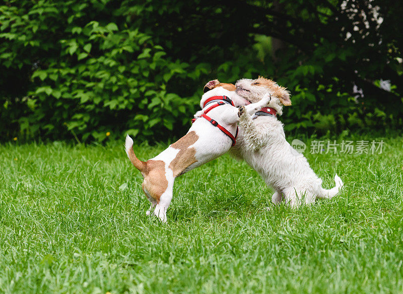 两只可爱的狗狗在公园草坪上拥抱玩耍
