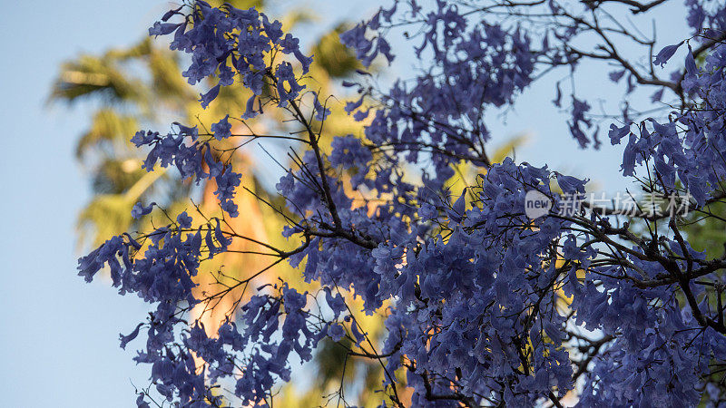 蓝花楹树拍摄4k高分辨率