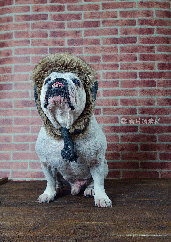 戴着冬季帽子的古老法国斗牛犬。