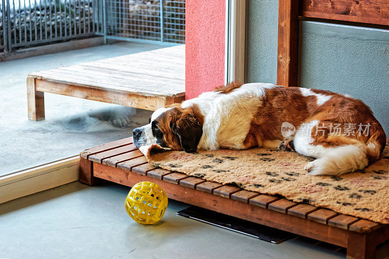 圣伯纳犬躺在饲养犬舍马蒂尼