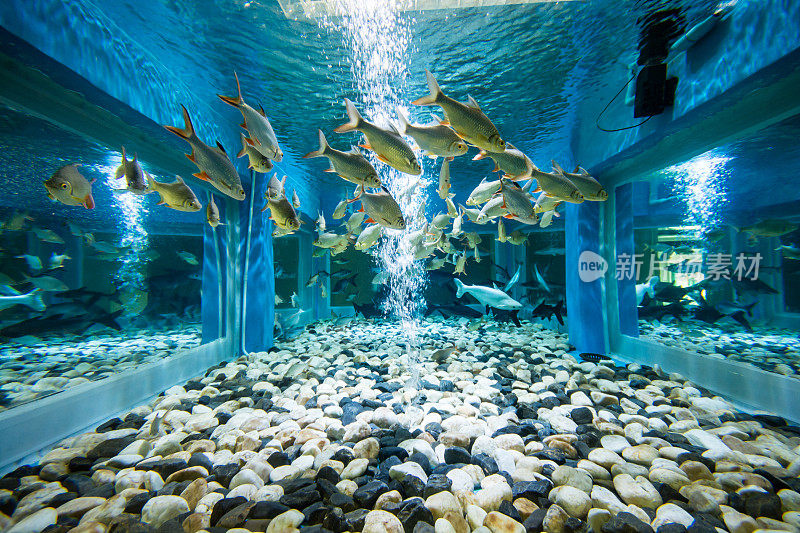 水族馆鱼类
