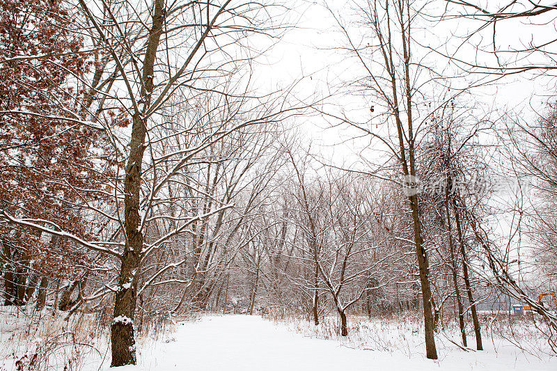 被皑皑白雪覆盖的小径，四周环绕着树木