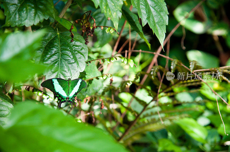 绿蝴蝶混入热带植被中