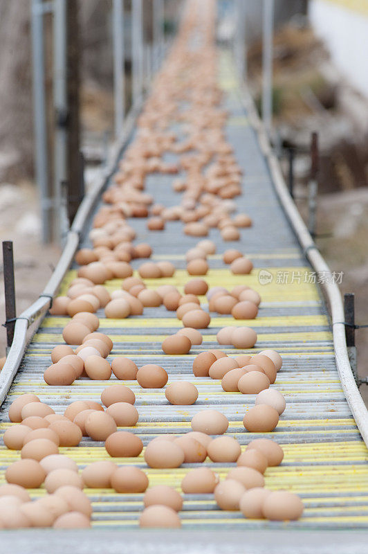 鸡蛋生产线。
