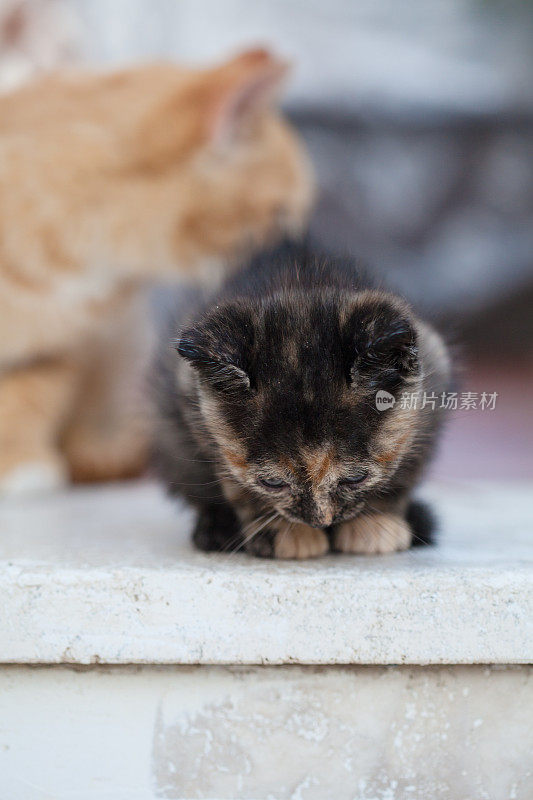 小猫往下看