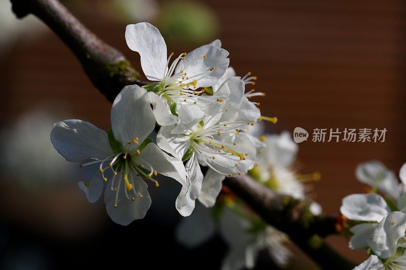 梅花开花春意盎然