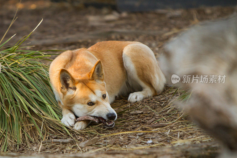 澳洲野狗