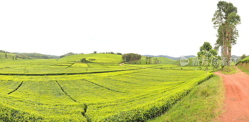 卢旺达:马塔茶园