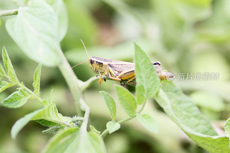 番茄植株上的蚱蜢