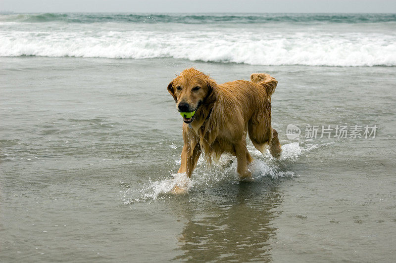 在海洋中玩耍的金毛寻回犬