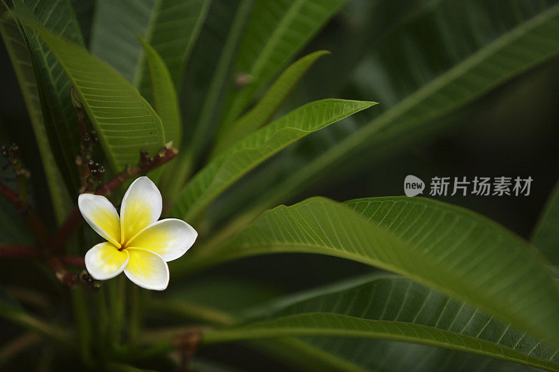 鸡蛋花花