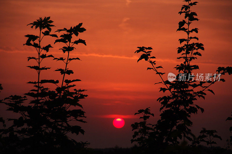 密集的日出