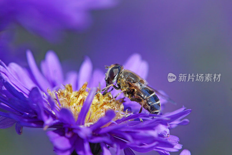 紫紫苑上的粪蜂