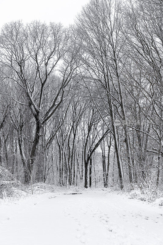 冬天的森林里下雪了