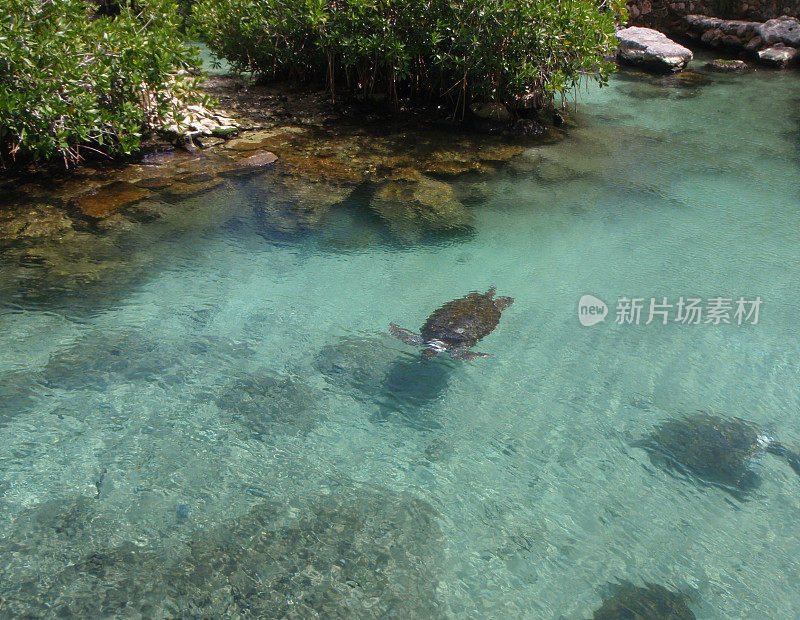 海龟在Xcaret生态公园的泻湖中游泳。