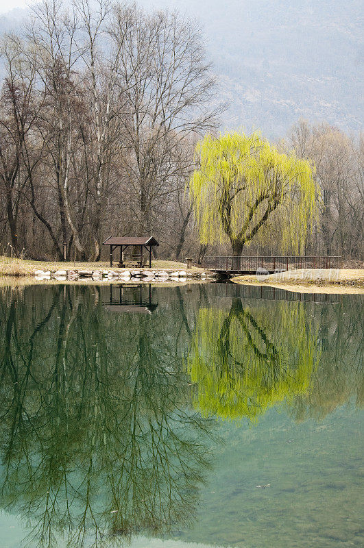 垂柳倒映在湖水中